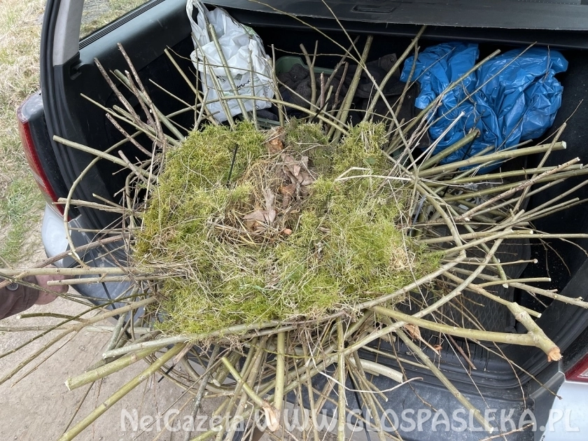 Pomagamy bocianom z Zamkowej