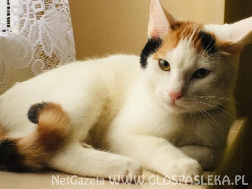 Ogłoszenie - zaginęła kotka