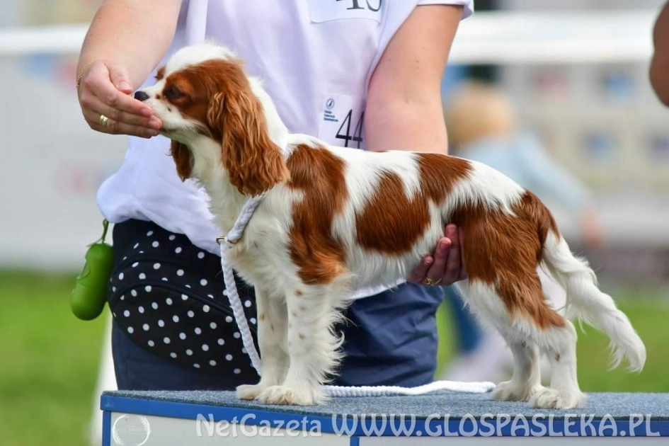 Międzynarodowa Wystawa Psów Rasowych