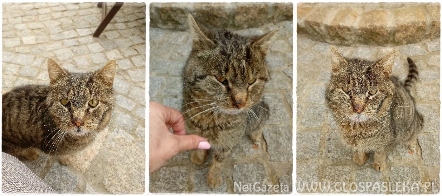 Ogłoszenie - szukamy domu dla porzuconego kota