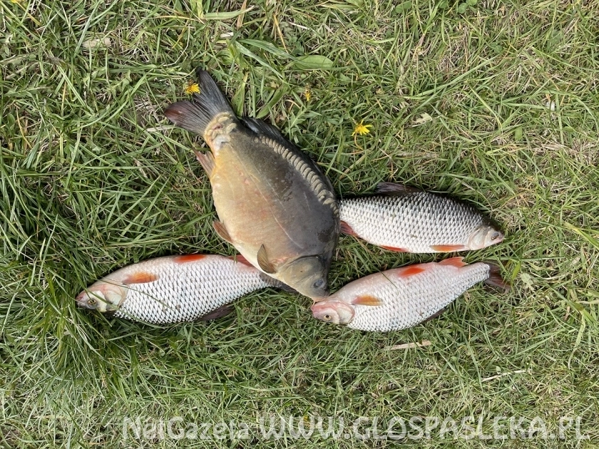 Zaproszenie na Grand Prix Zakrzewka II