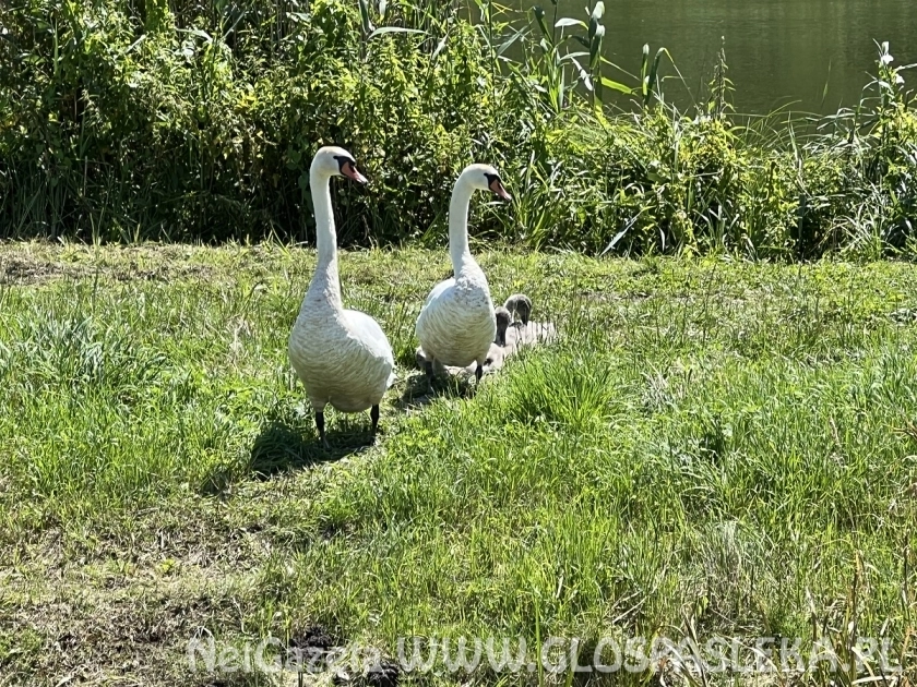 Nie dokarmiamy łabędzi
