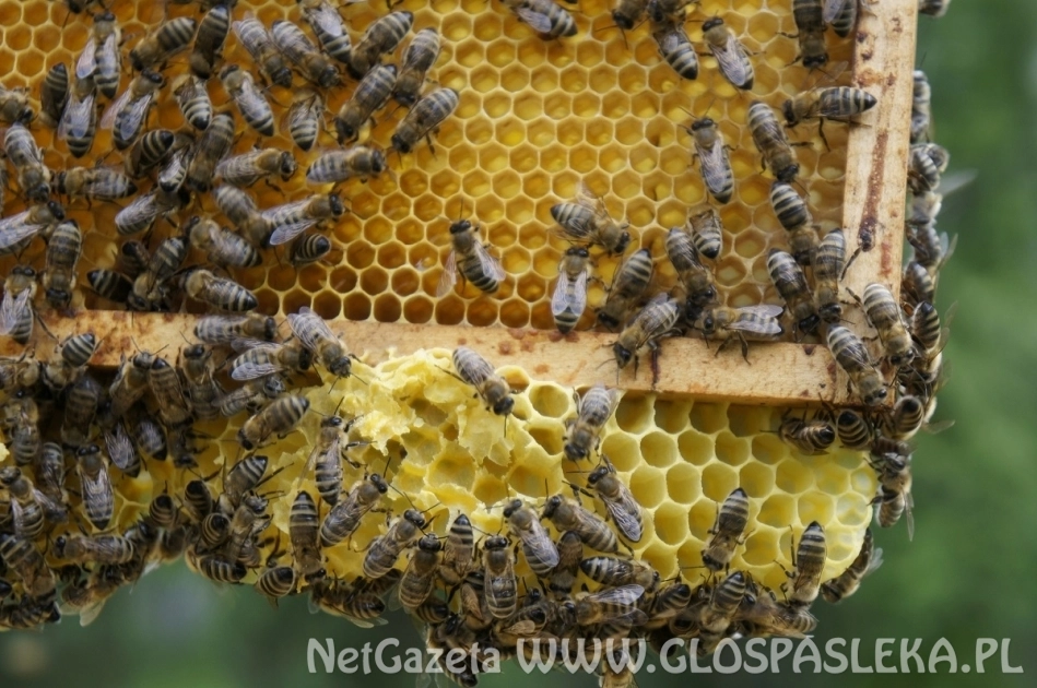 Wielki Dzień Pszczół