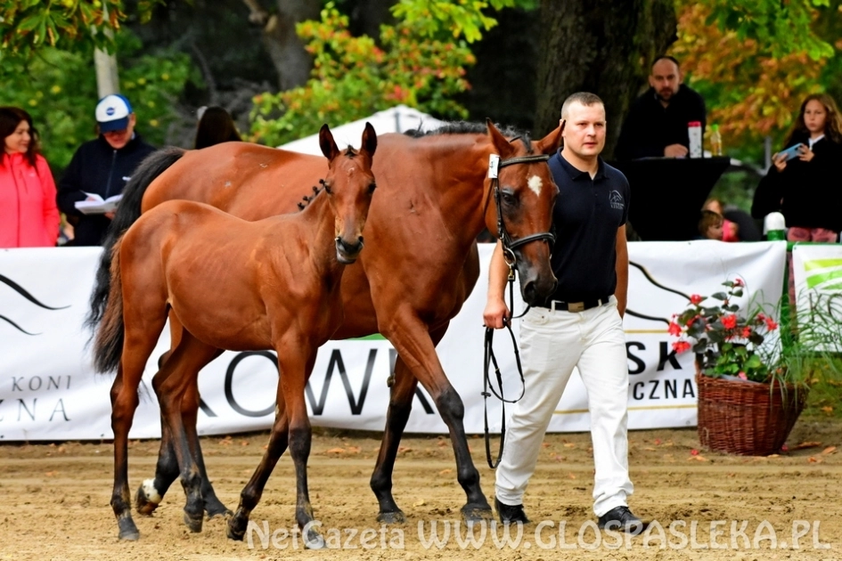 Czempionat koni w Rzecznej