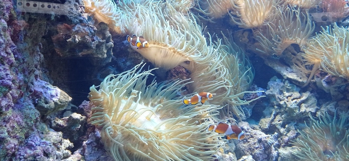 Uczniowie Zespołu Szkół na zajęciach biologii w Gdyńskim Akwarium