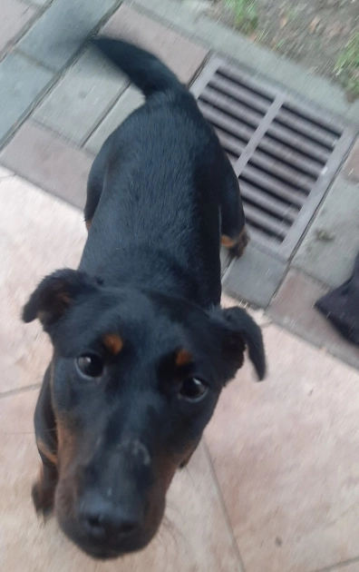 Szukamy właściciela psa