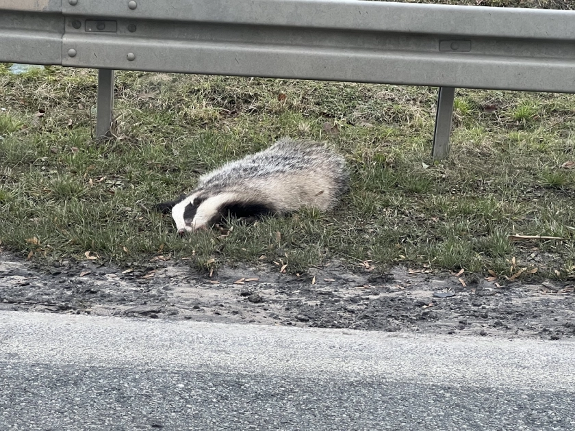 Zdarzenia drogowe z udziałem zwierząt