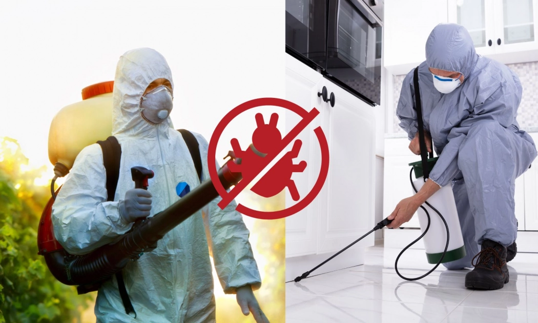 Czy problem z karaluchami to efekt nieczystości w domu?