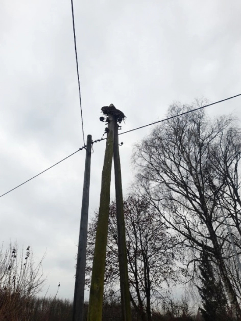 Lecą bociany – apel o pomoc