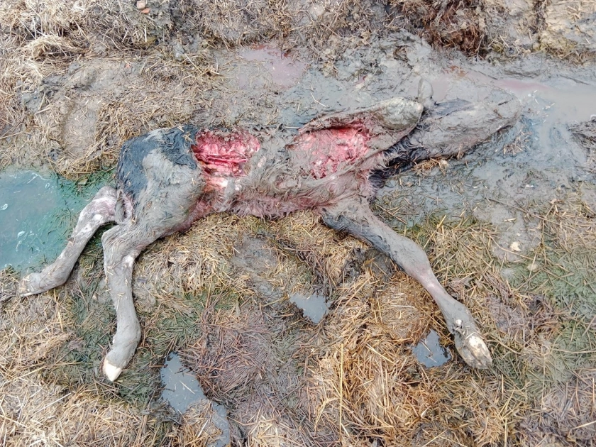 Wilki atakują w Robitach