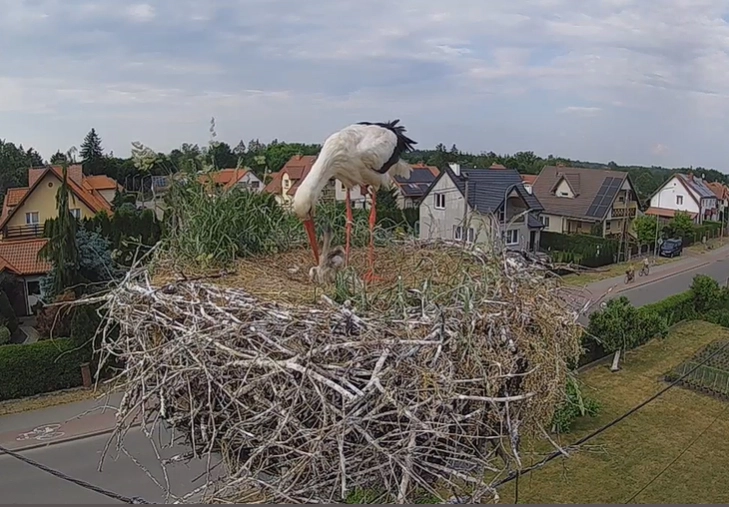 Są małe boćki na ul. Partyzantów