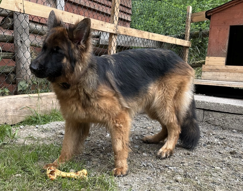 Zaginęła młoda suka