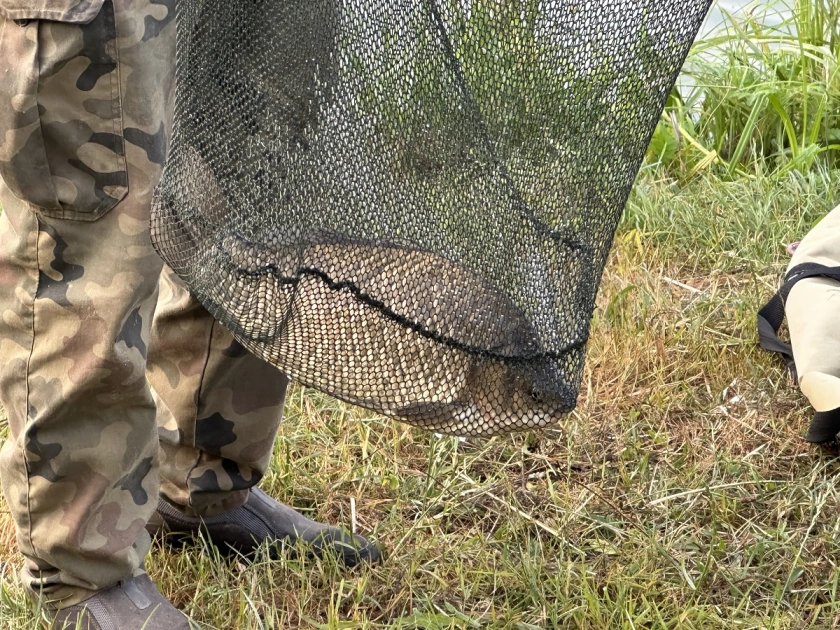 Grand Prix i regulamin