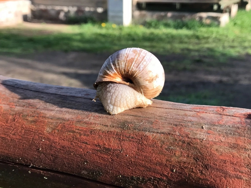 O ślimakach w Parku Ekologicznym