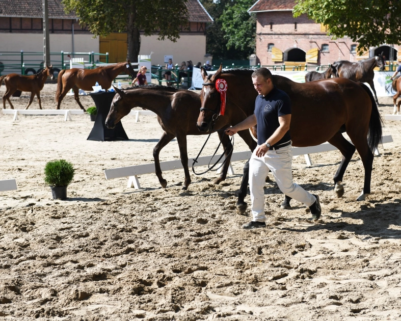 Czempionat źrebiąt