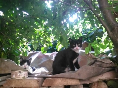 Kocięta szukają domu