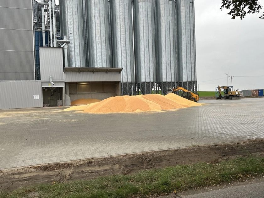 Skup kukurydzy mokrej