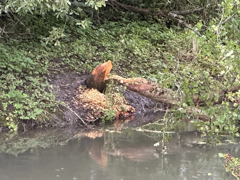 Bobry gromadzą zapasy