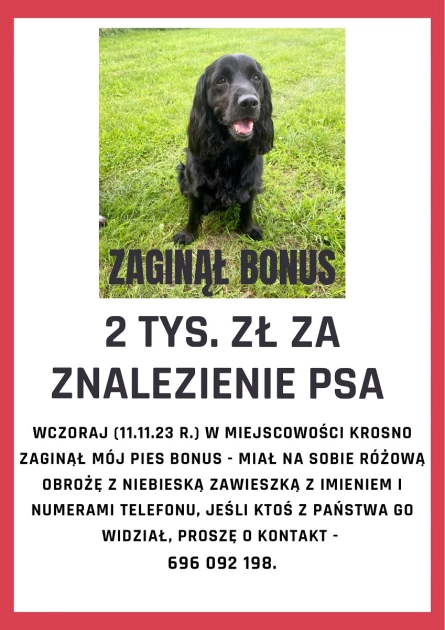 Zaginął pies