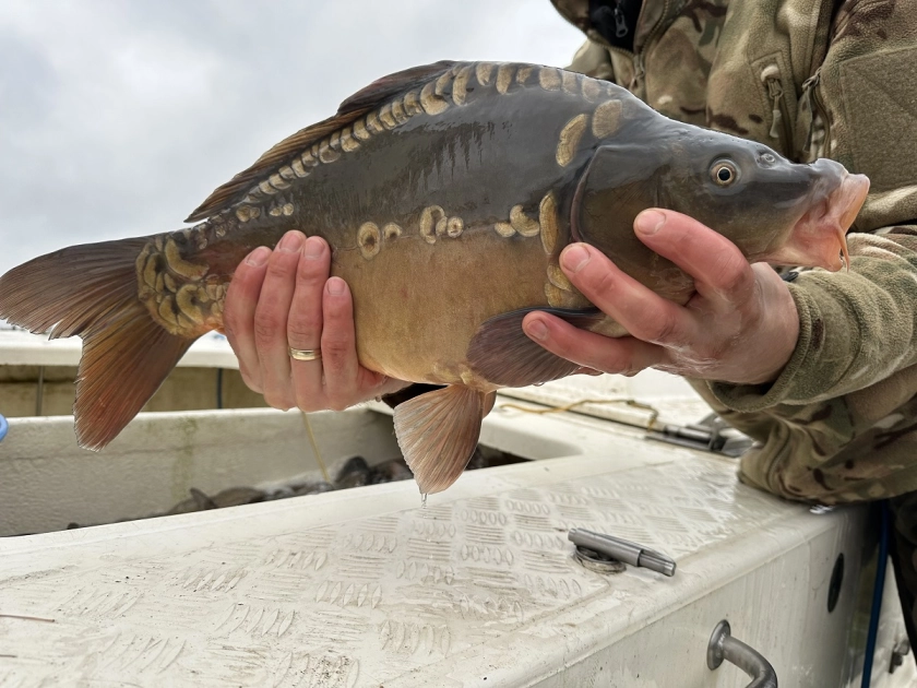 Zakrzewko II – jesienne zarybianie
