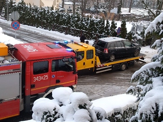 Feralne skrzyżowanie