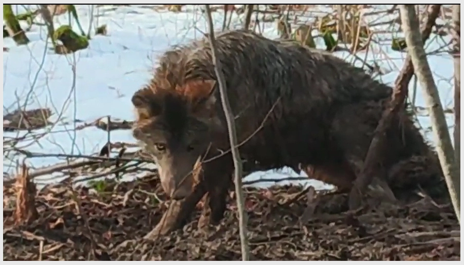 Wilk na trasie Robity – Stegny