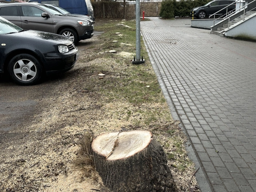 Wycięto drzewa na ul. Dworcowej