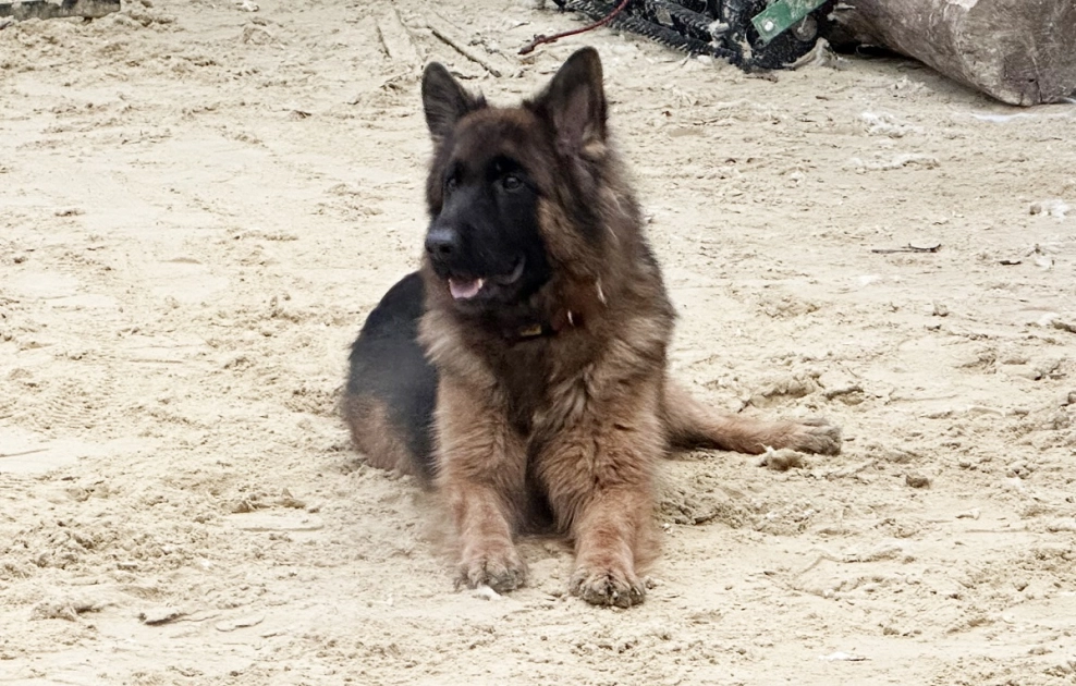 Pasłęk Miastem Przyjaznym Zwierzętom 