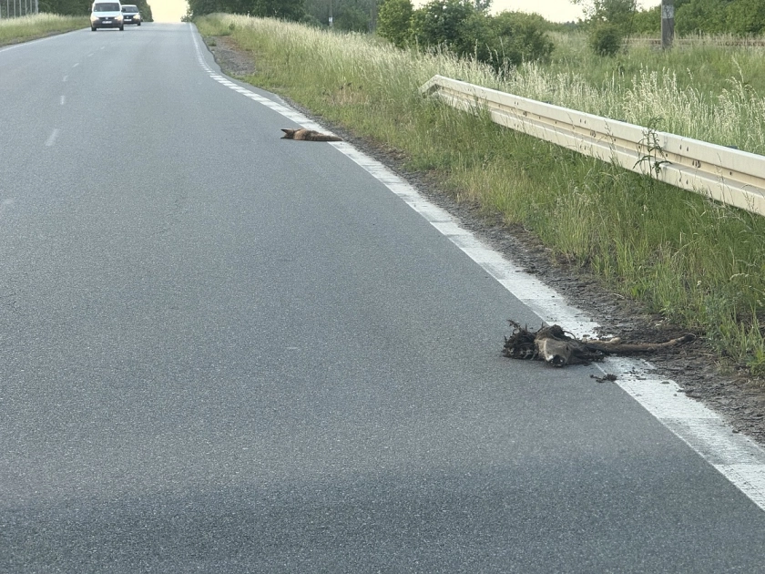 Kto sprząta padłe zwierzęta?