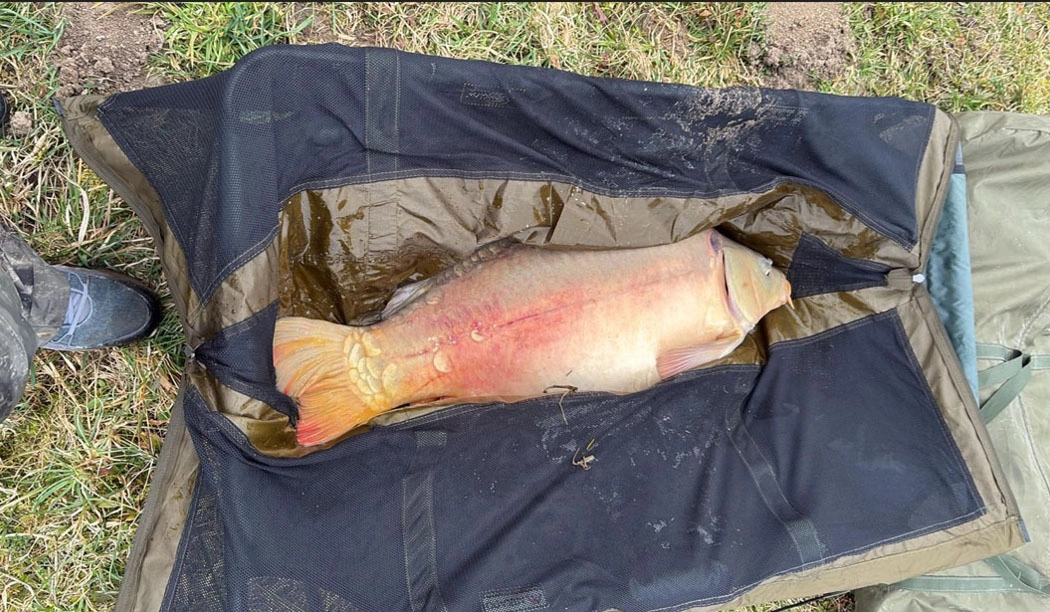 19 letni karp