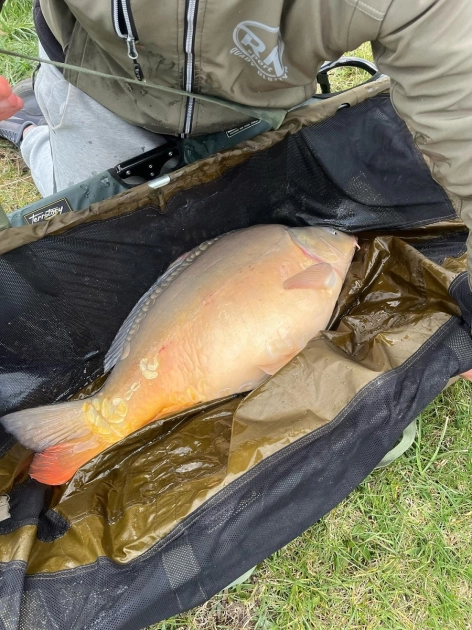 Tym razem 13 kg karp