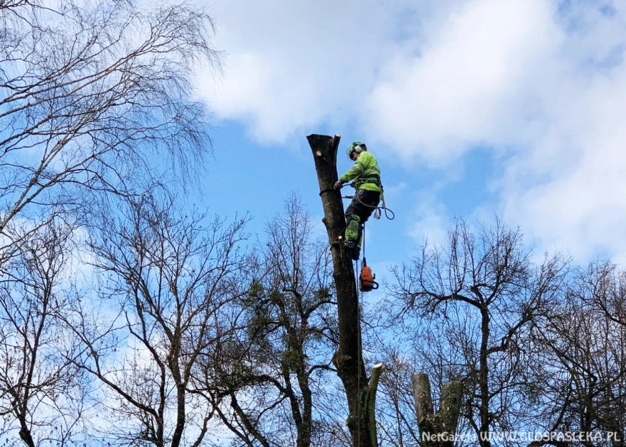 Dwie oferty na wycinkę drzew