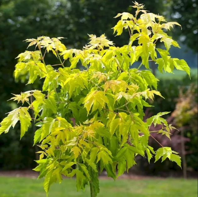 Planowane nasadzenie 360 drzew miododajnych