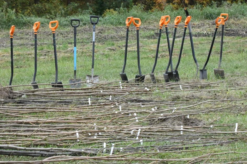 Nie będzie nas, będzie las?