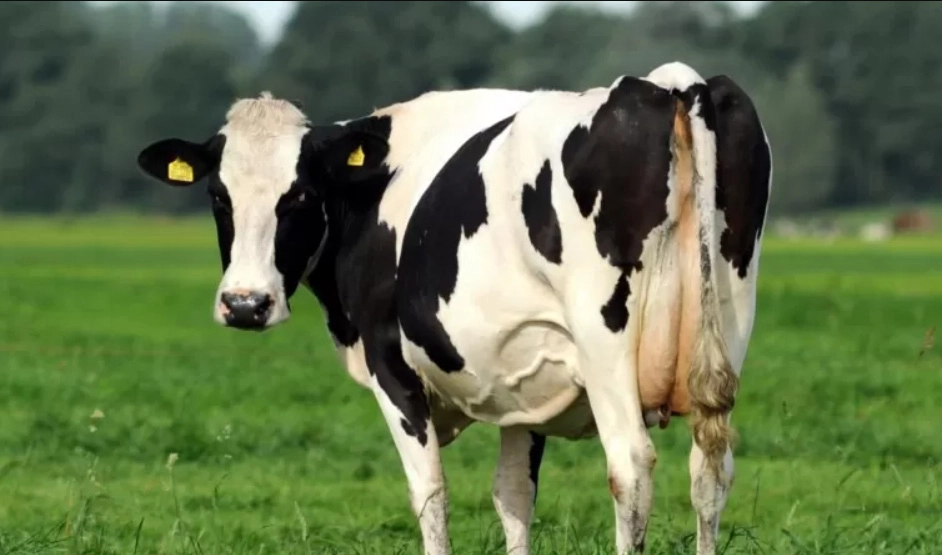 Najlepsi producenci mleka w gminie Pasłęk