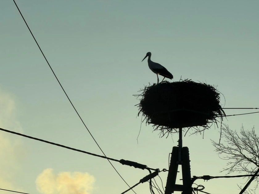 Pierwszy bocian na ul. Partyzant&oacute;w