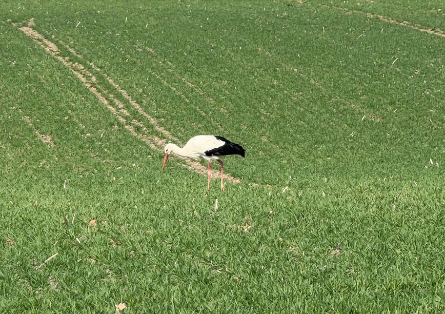 W gnieździe jest komplet ptak&oacute;w