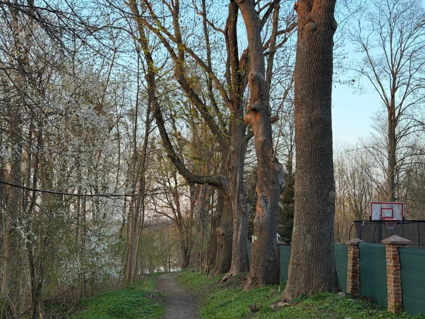 Cięcia pomnikowych drzew