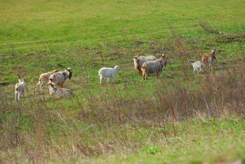 Pole golfowe Sand Valley