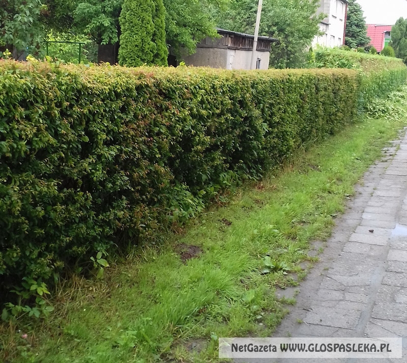 żywopłot