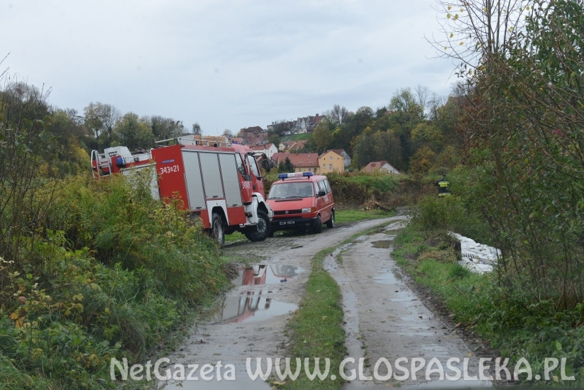 Sirwa wylewa, Wąska przybiera