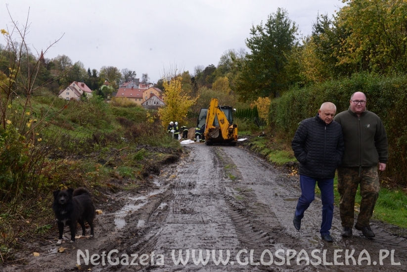Sirwa wylewa, Wąska przybiera