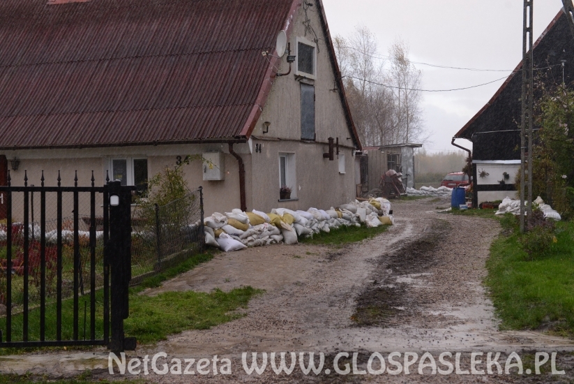 Sirwa wylewa, Wąska przybiera