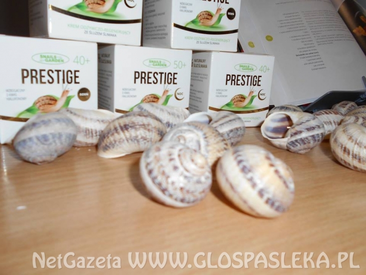 godkowo ślimaki
