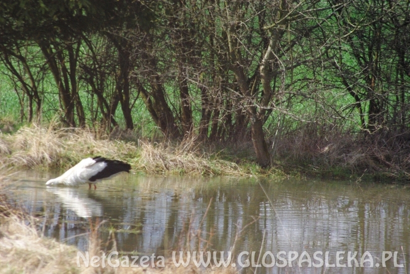 Bocian w kąpieli