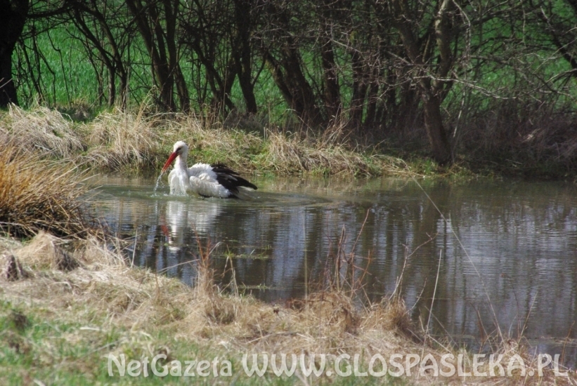 Bocian w kąpieli