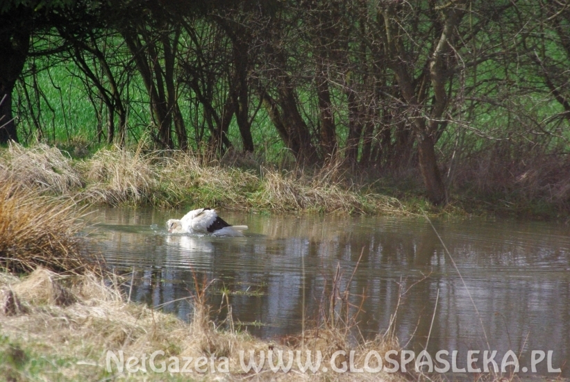 Bocian w kąpieli