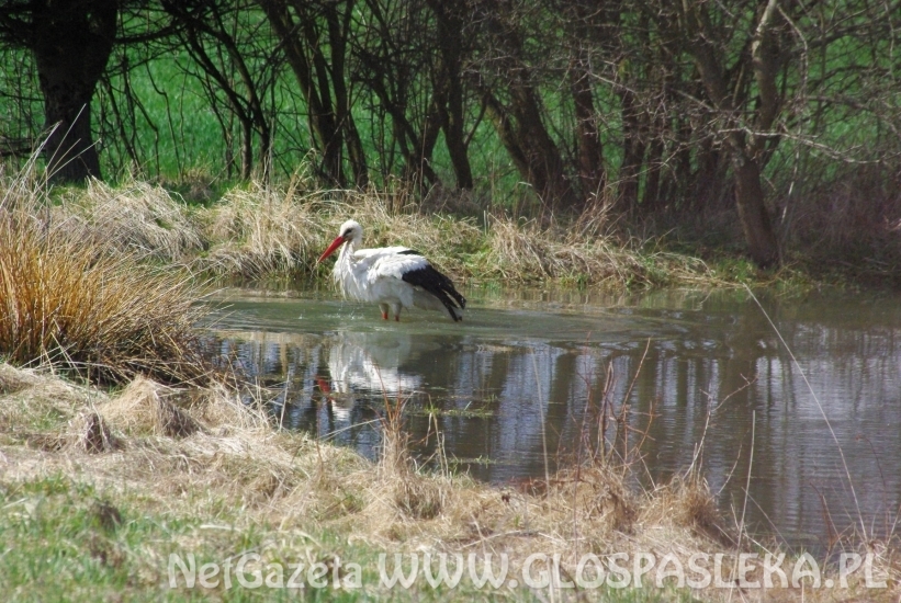 Bocian w kąpieli
