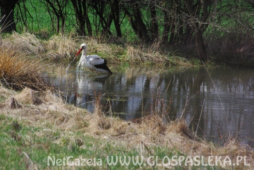 Bocian w kąpieli