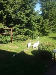 Spacer rodziny łabędzi